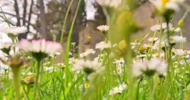 İlkbahar, beyaz papatya çayırı, beyaz papatya tarlası, alttaki manzaralı sallanan beyaz papatyalar, bahar konsepti doğa, çiçekler, bahar, biyoloji, fauna, çevre,