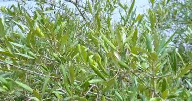 Yeşil zeytinli zeytin ağacı, güneş ışınlarıyla aydınlatılan yeşil zeytin ağacı, mavi gökyüzünün altında rüzgarda usulca sallanan zeytin ağacı, zeytin hasadı konsepti ve yaklaşan