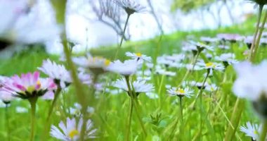 İlkbahar, beyaz papatya çayırı, beyaz papatya tarlası, alttaki manzaralı sallanan beyaz papatyalar, bahar konsepti doğa, çiçekler, bahar, biyoloji, fauna, çevre,