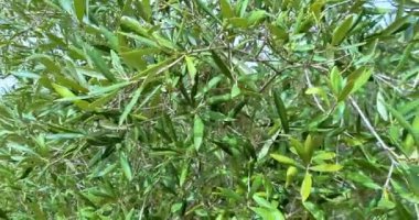 Yeşil zeytinli zeytin ağacı, güneş ışınlarıyla aydınlatılan yeşil zeytin ağacı, mavi gökyüzünün altında rüzgarda usulca sallanan zeytin ağacı, zeytin hasadı konsepti ve yaklaşan