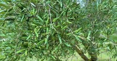 Yeşil zeytinli zeytin ağacı, güneş ışınlarıyla aydınlatılan yeşil zeytin ağacı, mavi gökyüzünün altında rüzgarda usulca sallanan zeytin ağacı, zeytin hasadı konsepti ve yaklaşan
