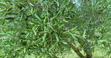 Yeşil zeytinli zeytin ağacı, güneş ışınlarıyla aydınlatılan yeşil zeytin ağacı, mavi gökyüzünün altında rüzgarda usulca sallanan zeytin ağacı, zeytin hasadı konsepti ve yaklaşan