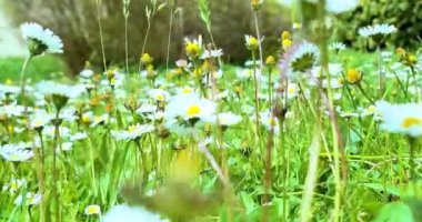 İlkbahar, beyaz papatya çayırı, beyaz papatya tarlası, alttaki manzaralı sallanan beyaz papatyalar, bahar konsepti doğa, çiçekler, bahar, biyoloji, fauna, çevre,