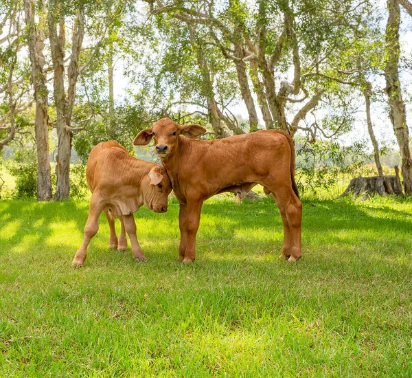 Two Young Calves Together Paddock Being Raised Beef Cattle Trees Φωτογραφία Αρχείου