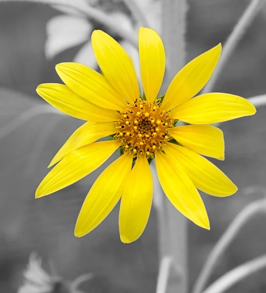 艳丽的金色向日葵 象征着赏金 长寿和愈合的快乐的黄色花朵 同时也代表着三周年纪念日 背景是单调的 — 图库照片