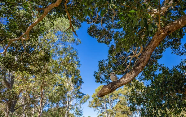 Baumkronen Grünes Laub Und Blauer Himmel Mit Einem Kookaburra Der — Stockfoto