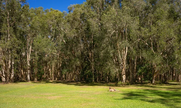Natürliche Melaleuca Papierrinde Teebaumwald Cootharaba See Noosa Ein Beliebtes Urlaubsgebiet — Stockfoto