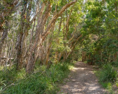 Yürürken ya da yürüyüş yaparken, Elanda, Cootharaba, Noosa 'daki Büyük Sandy Ulusal Parkı' nda çay ağacı ormanlarında bir patika..