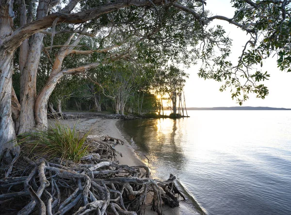 Manhã Nascer Sol Sobre Lago Cootharaba Rio Noosa Com Árvores — Fotografia de Stock