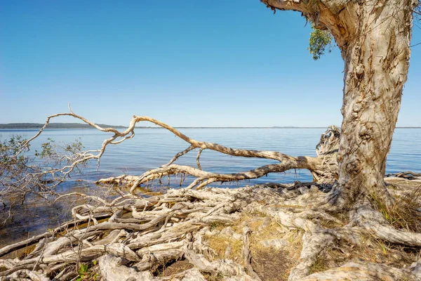 Sonnenbeschienene Szene Alter Melaleuca Papierrinden Teebäume Mit Massiven Holzwurzelsystemen Die — Stockfoto