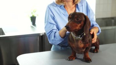 Parlak ve misafirperver bir doktor ofisinde neşeli, sarışın bir kadın sevimli Alman porsuk köpeğini nazikçe okşar. Nezaket ve samimiyet saçar. Sahne, evcil hayvan ve sahibi arasındaki bağı yakalıyor.