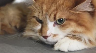 Çekici bir yakın plan, yeşil gözlü, muhteşem kızıl bir kedi veteriner kliniğinde huzur içinde dinleniyor. Bu huzurlu an, rahatlık ve özenin özünü yakalar kedilerin tüylü tüylü ve nazik tavırlarını gözler önüne serer.