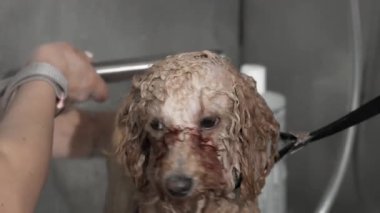 Şirin, sırılsıklam ve tüylü bir köpek yavrusu, parlak bir salonda yetenekli bir köpek bakıcısı tarafından şımartılıyor. Sahne, evcil hayvan bakımının neşeli özünü yakalıyor. Yavru köpeklerin kürkünün üzerinde çağlayan su gibi tımarcılıktaki neşe ve aşkı gözler önüne seriyor.