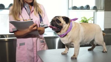 Pembe cüppeli şefkatli genç bir kadın muayene masasında gururla duran sevimli bir pug köpeğini inceledikten sonra özenle notlar alır. Sahne sıcaklığı ve özeni yansıtıyor, pugların şakacı tavırları ve hemşirelerin nazik gülümsemesiyle.