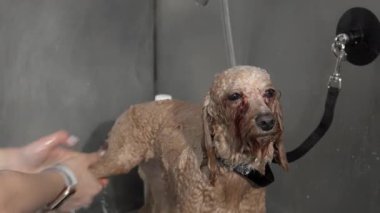Yürek ısıtan bir kaydırak, parlak ve davetkar bir salon atmosferiyle çevrili tüylü bir kanişi nazikçe yıkayan bir tımarcıyı yakalar. Şirin köpek yavrusu, ıslak tüyleriyle, evcil hayvan bakımının keyfini çıkarıyor ve
