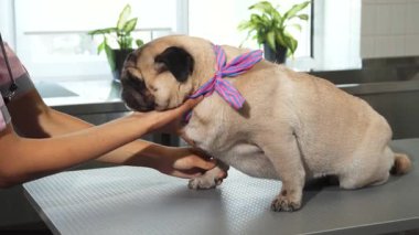Şefkatli bir veteriner köpeğini sakin ve rahat tutmak için pençelerini ve pençelerini dikkatlice kontrol eder. Sahne sıcaklığı ve ilgiyi yansıtıyor, hemşire ile sevimli pug arasındaki bağı gösteriyor, parlak, davetkar bir klinikte.