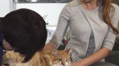 Kızıl saçlı neşeli bir kadın, veteriner ziyareti sırasında tüylü zencefilli kedisini sevgiyle beslerken kameraya ışıldıyor. Yürek ısıtan bir bağ gösteriyor. Sahne, evcil hayvan bakımının özünü yakalıyor. Profesyonel bir tımarcı kediyi dikkatlice tıraş ediyor.