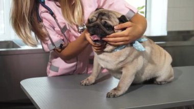 Şefkatli genç bir hemşire köpeklerin ağızlıklarını dikkatlice kontrol ederek sağlığını ve rahatlığını garanti altına alıyor. Sıcak bir gülümseme ile, ağzını, dişlerini ve kulaklarını teftiş eder, veteriner kliniğinde besleyici bir atmosfer yaratır.