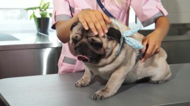 Pembe bornozlu şefkatli bir hemşire köpeğinin nefesini steteskop kullanarak nazikçe kontrol eder ve sağlığını korur. Şirin mavi bir eşarpla süslenmiş sevimli pug, sabırla inceleme masasında oturur, ışık saçan cazibesi ve güveni