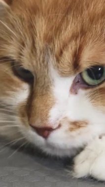 Bu büyüleyici yakın plan, büyüleyici yeşil gözlü, büyüleyici kızıl bir kedinin veteriner kliniğinin yumuşak, dokulu yüzeyinde huzur içinde dinlendiğini gösteriyor. Görüntü, kedilerin tüylü tüylerini ve yumuşak ifadelerini güzelce yakalıyor.