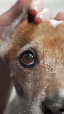 Şefkatli bir kadın veteriner Jack Russell Terrier 'ın kulaklarını nazikçe inceliyor. Uzmanlık ve şefkat saçıyor. Yavru köpekler güven ve merakla parıldıyor. Parlak, el değmemiş bir klinikte iç açıcı bir an yaratıyor.