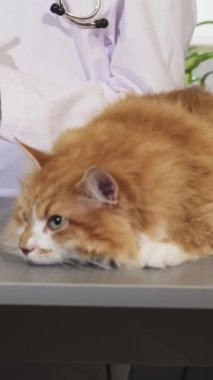 Bir veteriner özenle arka planda notlar alırken, parlak, steril bir tıbbi masada huzur içinde dinlenen tüylü, yeşil gözlü bir kedinin büyüleyici yakın çekimi. Bu sakin sahne, beslenme şeklini güzel bir şekilde gösteriyor.