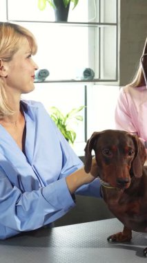 Parlak ve misafirperver bir veteriner kliniğinde, ilgili bir veteriner, sağlığını ve mutluluğunu sağlamak için, bir Alman porsuk köpeğinin nefesini nazikçe kontrol eder. Sadık bir sahip, genç sarışın bir kadın, tüylü arkadaşını sevgiyle destekliyor, ve onu besliyor.