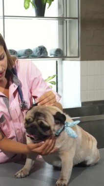 Parlak ve misafirperver bir veteriner danışma odasında, uzun sarı saçlı şefkatli genç bir hemşire sevimli mavi bir eşarp takan neşeli bir köpeğe nazikçe bakıyor. Sıcak atmosfer güven ve rahatlık saçıyor. Hemşire dikkatle köpekleri kontrol ediyor.