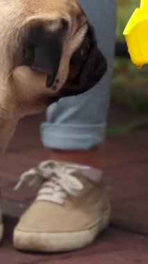 Genç bir kız parkta bir bankta oturuyor, neşeli köpeğine canlandırıcı suyla dolu canlı sarı bir leğen sunuyor. Tapılası köpek, altın güneşin altındaki serin suyu neşeyle kucaklar ve arkadaşlığın özünü yakalar.