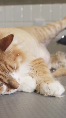 Lezzetli bir kızıl kedi, zarif, modern bir masada dinlenir, yetenekli bir veterinerin rahatlatıcı tıraşının tadını çıkarırken, ilgili bayan sahibi de kürkünü okşar. Bu hassas an, evcil hayvanlarla hayvanları arasındaki derin bağı güzel bir şekilde gösteriyor.