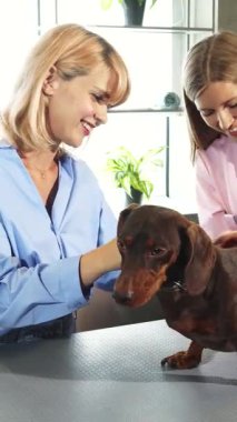 Çekici Alman porsuk köpeğini veterinere götürürken neşeli sarışın bir kadın ışıldıyor. Pembe üniformalı şefkatli bir veteriner yavruyu nazikçe muayene ediyor. Sahne, yemyeşil bitkiler ve gösterişli modern dekorlarla çevrili sıcaklık ve şefkat saçıyor.