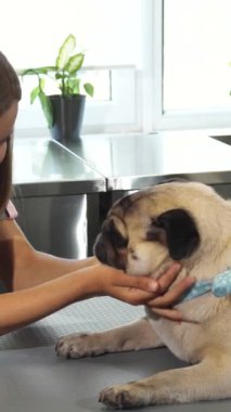 Parlak ve misafirperver bir veteriner kliniğinde, sarı saçlı neşeli genç bir kadın nazik bir şekilde kürkünü ve dişlerini nazikçe inceliyor. Büyüleyici mavi bir atkısı olan sevimli pug, sıcaklığı ve rahatlığı yayıyor, etrafı sarılmış.