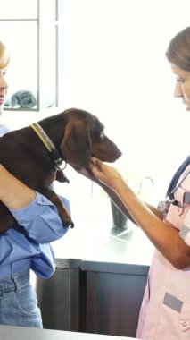 Parlak ve davetkar bir veteriner kliniğinde yumuşak pembe cüppeli şefkatli bir hemşire sarışın sahibi tarafından sevgiyle kucaklanan bir Alman porsuk köpeğinin kulaklarını dikkatle inceliyor. Bereketli yeşillik ve sıcak ışıkla bezenmiş huzurlu atmosfer,