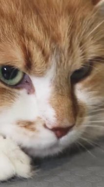 Bu büyüleyici yakın plan, büyüleyici yeşil gözleri olan güzel bir kızıl kedinin veteriner kliniğinde huzur içinde dinlendiğini gösteriyor. Görüntü huzur ve sıcaklık saçıyor, kedilerin tüylü tüylerini ve yumuşak ifadelerini vurguluyor.