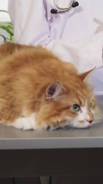 Bir veteriner özenle arka planda notlar alırken, parlak, steril bir tıbbi masada huzur içinde dinlenen tüylü, yeşil gözlü bir kedinin büyüleyici yakın çekimi. Bu sakin sahne güzel bir şekilde resmedilmiş.