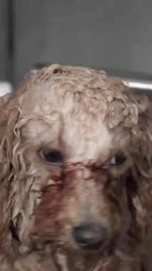 Sıcak suya batırılmış tüylü bir kaniş yavrusu, parlak, neşeli bir salonda yetenekli bir tımarcı tarafından sevgiyle şımartılıyor. Bu hoş sahne neşe ve şefkat saçıyor. Evcil hayvanlarla bakıcıları arasındaki neşeli bağı su gibi gösteriyor.