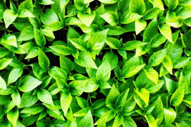 Green leaves Texture Pattern Background for use as Wallpaper or Decorations 