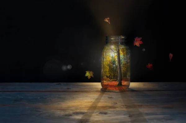 外面是秋天的森林 瓶子里有落叶枫树 免版税图库照片
