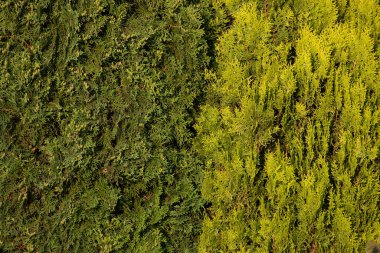 Ağaçta yeşil yosun