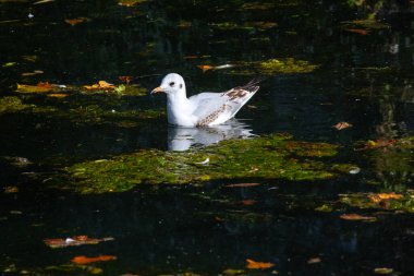 İngiltere 'nin Somerset kentindeki Wells şehrindeki tarihi Bishops Sarayı' nı çevreleyen hendekteki bir martı..