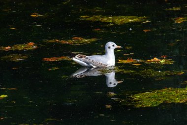 İngiltere 'nin Somerset kentindeki Wells şehrindeki tarihi Bishops Sarayı' nı çevreleyen hendekteki bir martı..