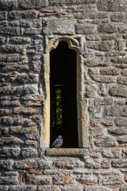 Wells, Somerset, İngiltere 'deki tarihi Bishops Sarayı' nın sınır duvarının penceresinde oturan bir güvercin..