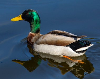 Güzel bir Mallard ördeği gölette yüzüyor.