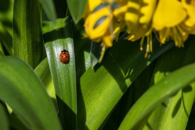 Close-up of a beautiful Ladybird on green foliage. clipart