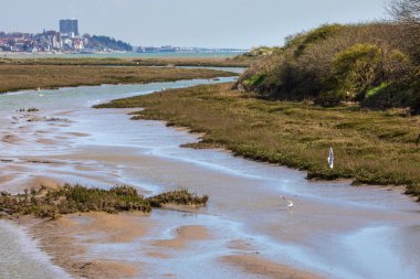 A view of black-headed gulls at the Salt Marsh in Leigh-on-Sea, Essex, UK. clipart