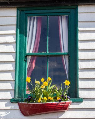 Eski Leigh, Leigh-on-Sea, Essex 'teki bir binanın dış tarafında nergislerle dolu güzel bir sandık..