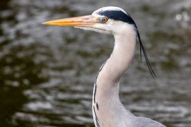Güzel bir balıkçıl 'ın yakın çekimi..