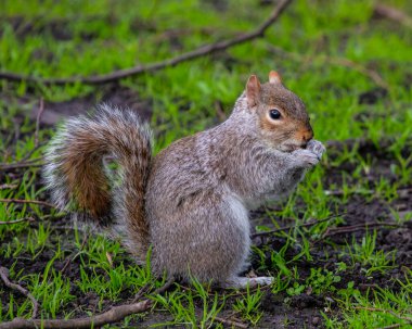 Bir Londra parkında çekilmiş güzel bir sincabın yakın çekimi..