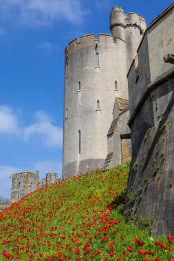 Sussex, İngiltere - 29 Nisan 2023: Arundel, Batı Sussex 'teki tarihi Arundel Kalesi' nde güzel kırmızı laleler halısı.