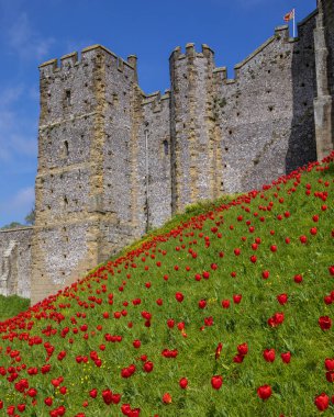 Sussex, İngiltere - 29 Nisan 2023: Arundel, Batı Sussex 'teki tarihi Arundel Kalesi' nde güzel kırmızı laleler halısı.